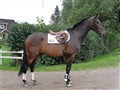 Sir Tomas HT 011.jpg